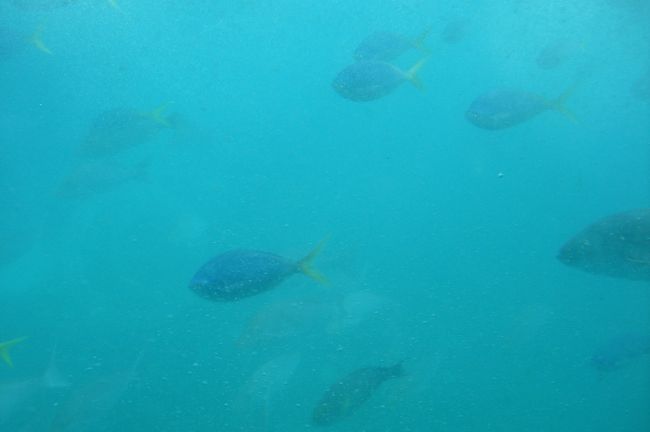 イエローサブマリン（半潜水艦）<br /><br />カナヅチの母には、前回モアリーフのポンゥウーンで乗った半潜水艦なら水中の美しさを充分体感できる思ったものの、私以外全員ダイビングはパス。なら島でのんびりの方がいいかな。でも半潜水艦は捨て難い。<br /><br />と、探してみたらグリーン島にもあった。その名もイエローサブマリン。これだっ、と申込み、楽しみにしていたら、「申込みが確認できない」と言われ、大ショック。まいったなぁ〜、っと思いつつ船内ランチバイキングをしていると、「入ってました！」と。ほっ、一安心。が・・・