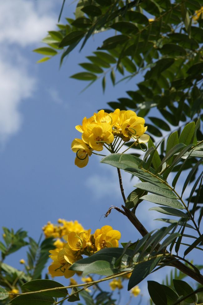 この黄色い花、あちこちに咲いていて、花の香りがしていたりします。お供え屋さんが売りに来る花も、これですかね。