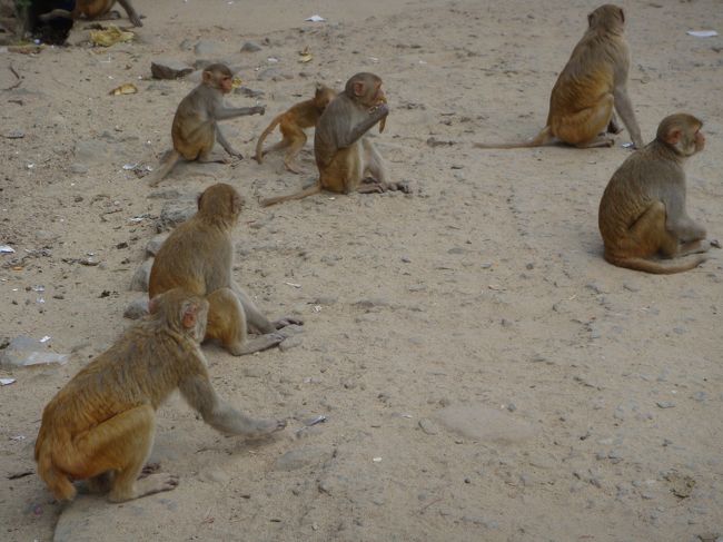 あんま見所は無かったですが、山の姿が見れたのは良かったかな。それに、サル…