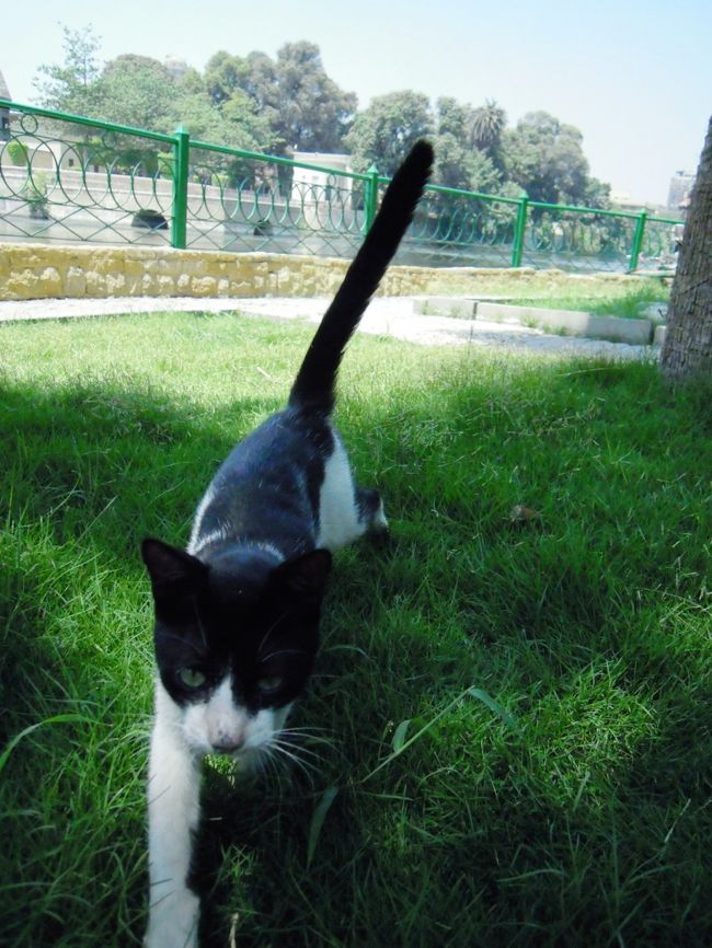 そのへんにいた、スマートなネコです。<br />愛想ふりまいておりました。