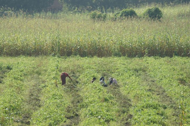 こちらにも。一面の野原かと思っていたら、畑もあるんやね。