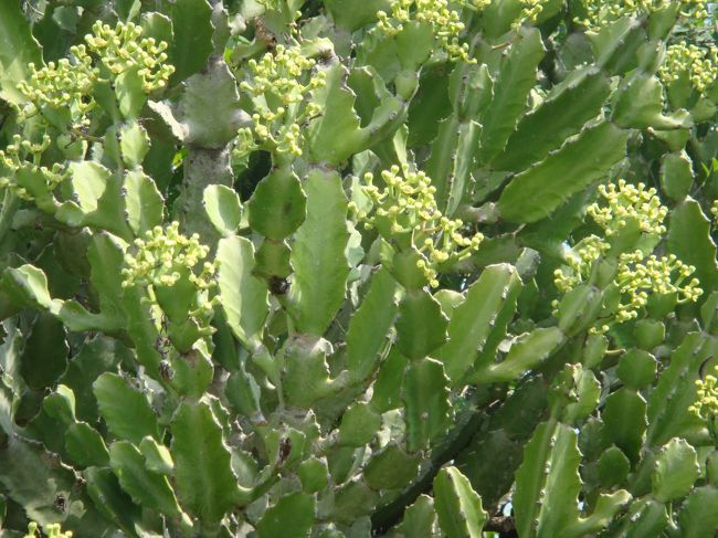 サボテンの花ですなぁ。<br /><br />オールド・バガンは、この辺で。ミィンカバー村行ってみましょ。<br /><br /><br />−−−−−−−−−−−−−−−−−−−−−−<br />今回の旅の日程は、<br />http://4travel.jp/traveler/hhb00102/album/10525702/