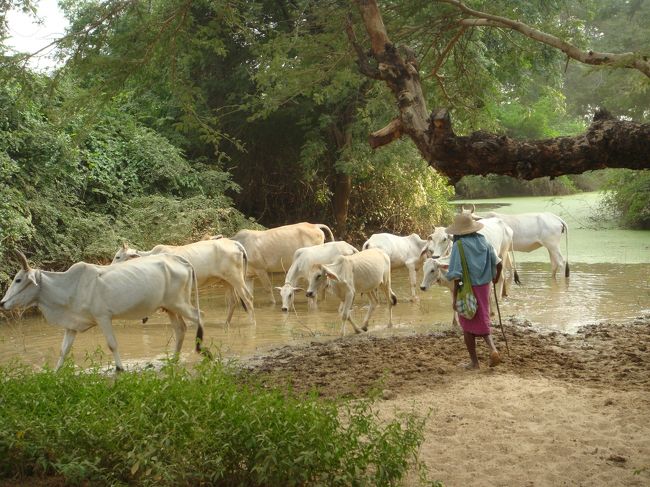 こちらは、また渋滞を作ってる牛の群れ…<br /><br />ダマヤンヂー寺院は、雰囲気だけ。(なので、写真無し)