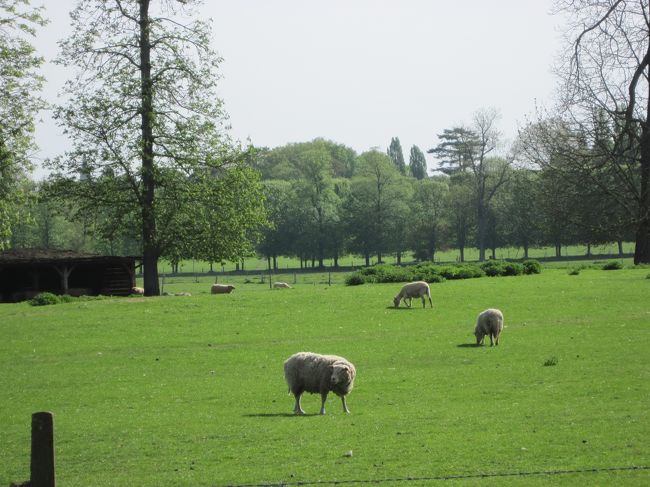 羊の放牧地があった。