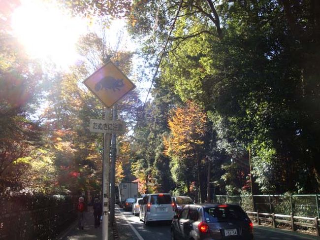 「たぬき飛び出し注意」の標識がありました。<br /><br />道路の両側は「平林寺」の境内林。<br />昼間は車の往来が多くても人家がなく、夜は静かな環境。