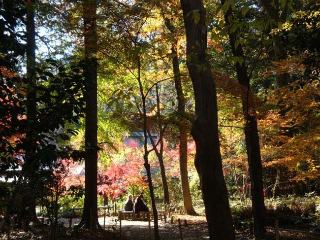「睡足軒の森」<br /><br />飛騨高山付近の田舎屋が移築されているそうですが、<br />今回は広い雑木林の一部だけを散策しました。<br /><br />きれいに整備されているので気持ちの良い場所です。<br /><br /><br /><br /><br /><br />