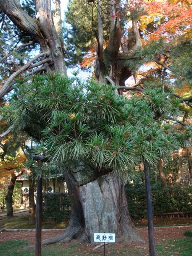 山門横の「高野槇」は樹齢500年以上の巨木。<br /><br />「高野槇」は、木曽五木のひとつ。<br />秋篠宮家の悠仁親王のお印にもなっていますが、<br />昔は高貴な人の棺桶材にも使われたと、ジョーさんが説明してくれました。
