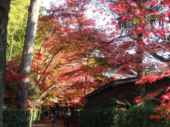左手に竹林のある小径は「総門」に続く迂回路になっています。<br /><br />京都の嵐山あたりのイメージです。<br />お坊さんたちが収穫する見事なタケノコは精進料理の材料に。