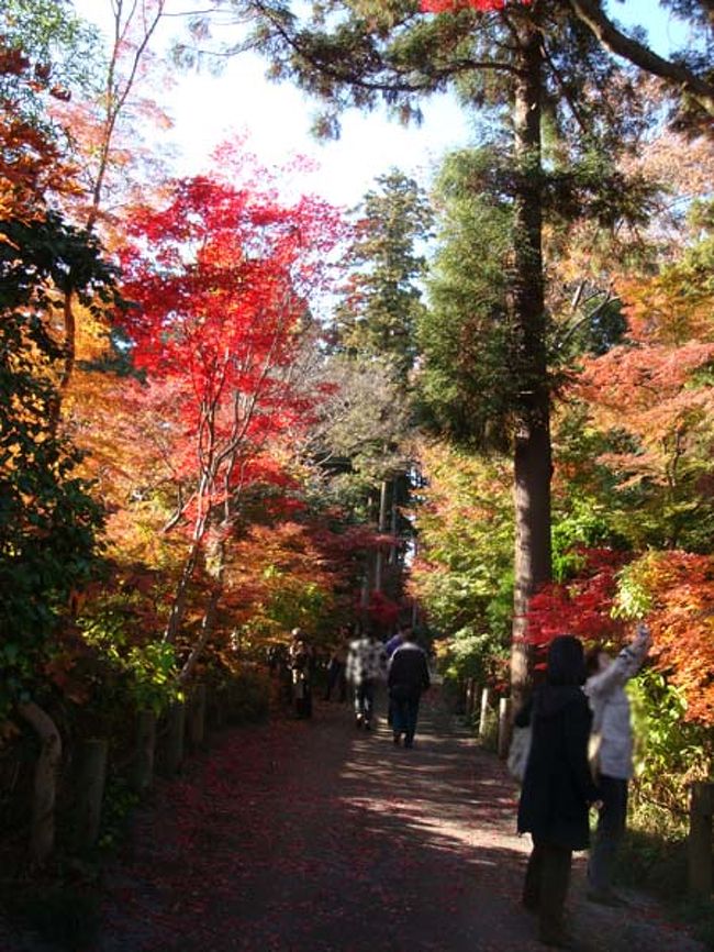 紅葉のグラデーション。<br /><br />ジョーさんから、「なぜ葉っぱは紅黄葉するのか？」<br />のレクチャーを受けました。<br /><br />赤くなるのと黄色くなるのはメカニズムが違うのですが、<br />植物自らの生きる知恵にはいつもながら感心します。<br /><br />