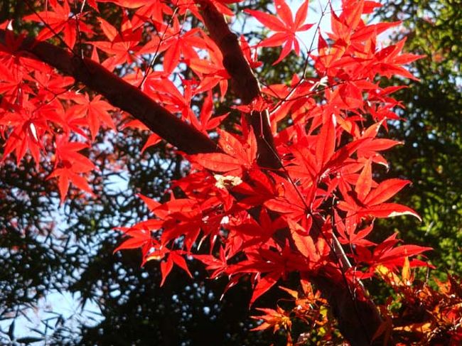 真っ赤に紅葉した楓。<br /><br />カエデにもいくつかの種類がありますが、<br />寒さと日光で葉のデンプンが分解されて<br />アントシアニンという赤い色素に変わって<br />こんなきれいな姿になったわけですね。<br /><br /><br />