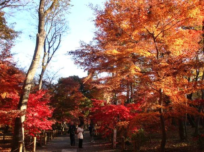 オレンジ色と赤の対比が美しく何枚も撮影したくなります