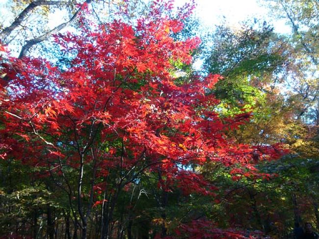 真っ赤な紅葉を引き立てる緑のグラデーション。