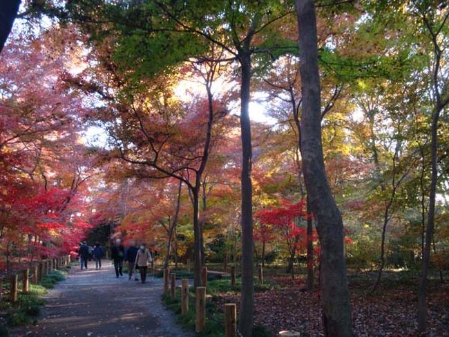 美しい散策路が続きます。