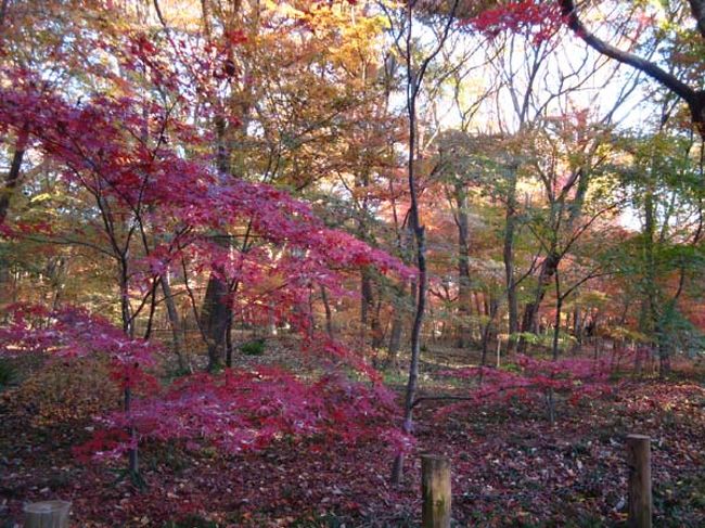 赤というよりもピンク系のグラデーション。