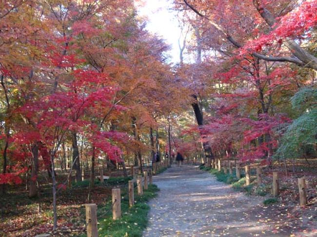 紅葉のトンネル。