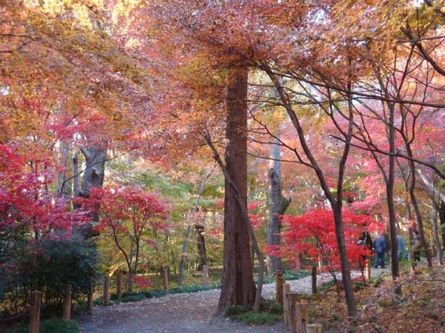 この道はどこへ続く道？