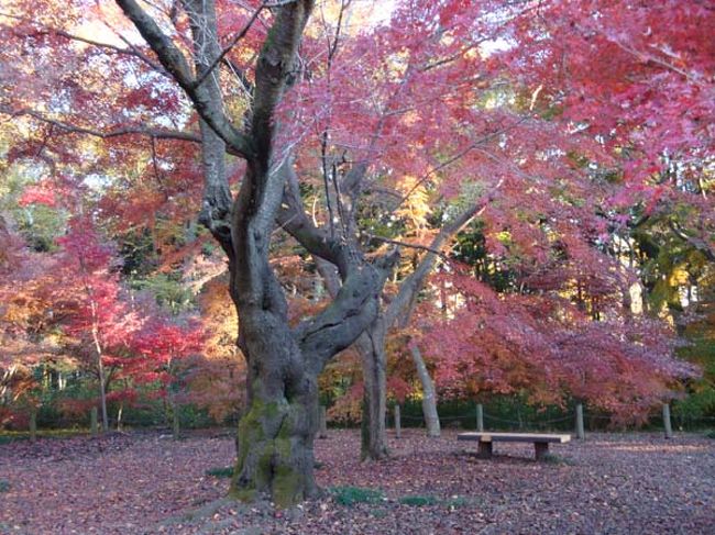 淡いピンクの紅葉もあります。