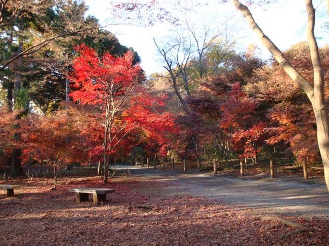 散策コースはベンチがたくさんあるので、<br />ゆっくり休みながら紅葉を楽しむことができます。