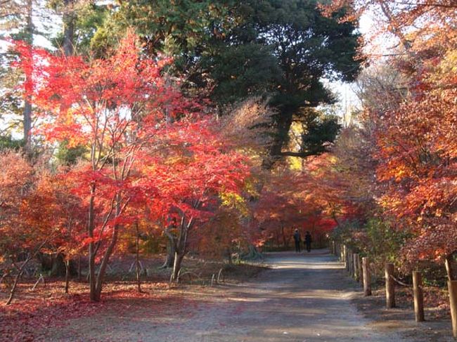 光に輝くオレンジ色。
