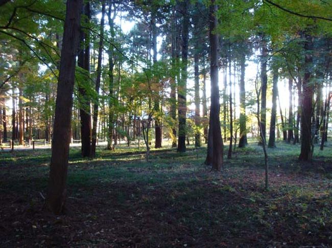木漏れ日の雑木林。
