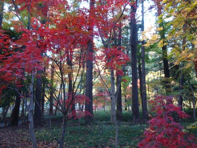 濃い赤の紅葉と緑のコントラスト。