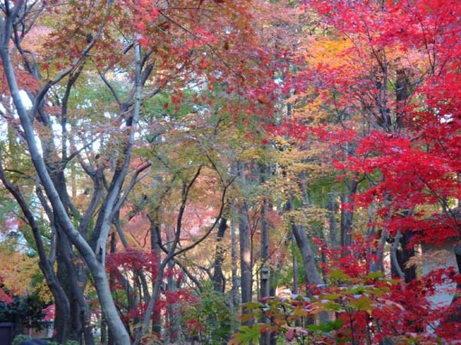 印象派の絵画作品を連想。