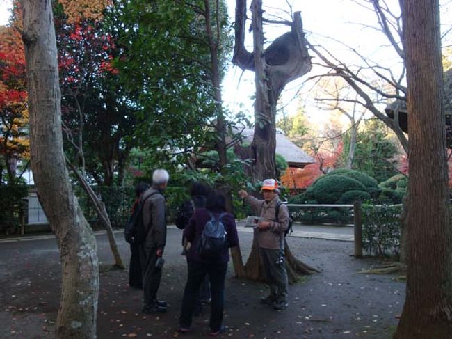 ジョーさんから「タラヨウ」のレクチャーです。