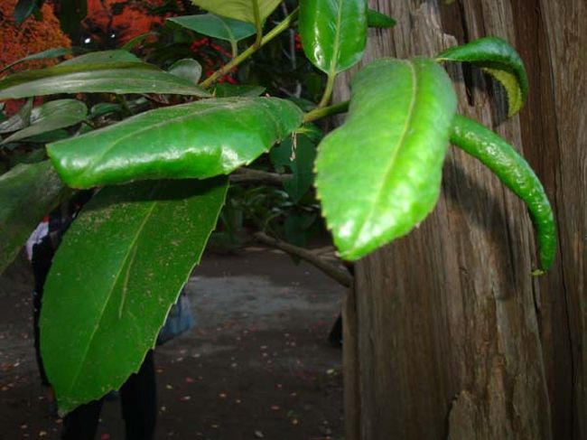 「タラヨウ」の葉<br /><br />タラヨウ（多羅葉）は、葉の裏に文字が書けます。<br />「葉書」の語源になっている、郵便局のシンボルツリー。