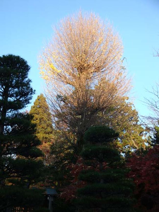 まるで仏様の後背のような形に見える大銀杏