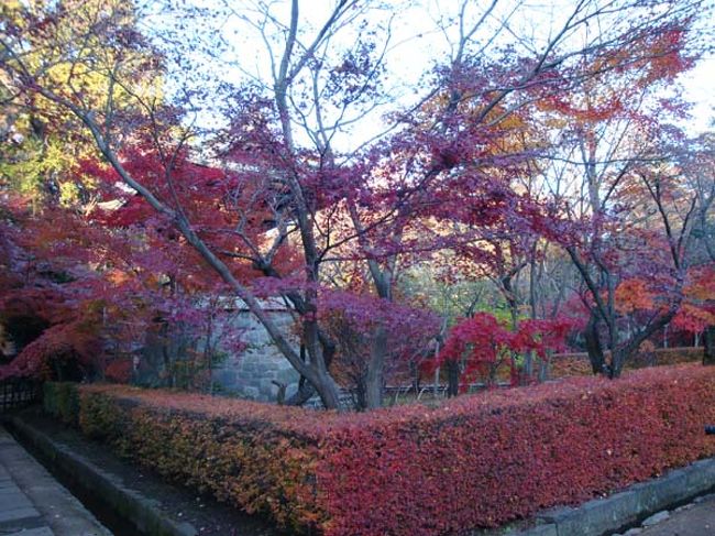 生け垣の紅葉も見事な「鐘楼」<br /><br />午後3時をまわった冬の日差しを浴びて静かな印象。
