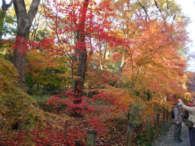 ここから本格的な散策コースにはいります。<br /><br />右手はくぬぎ林になっています。<br /><br />