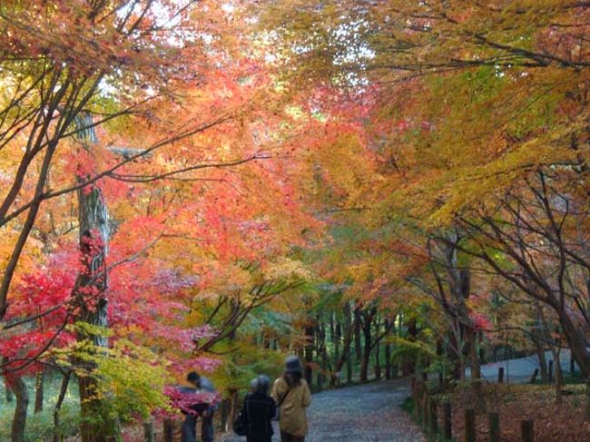 このあたりはアップダウンが多い道。<br /><br />今歩いてきた道をふり返って撮影。<br />自分が絵画の中に入り込んだ様な気になります。<br /><br />