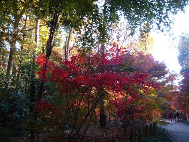 背の高い木も多いので、陽当たり条件に差があるようです。<br /><br />