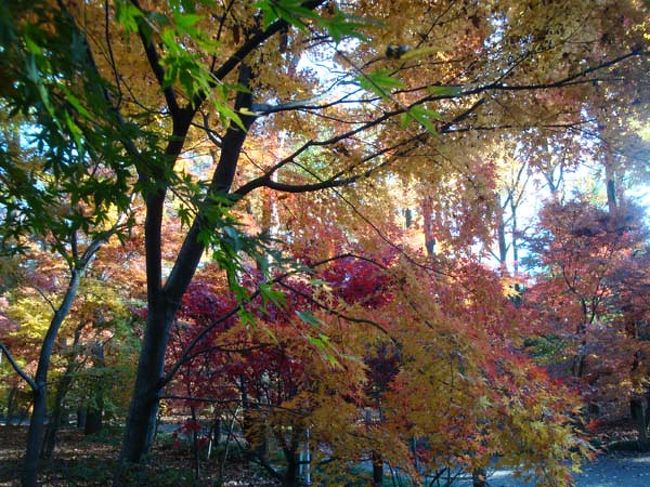 周囲が色づく中で鮮やかな緑のカエデ