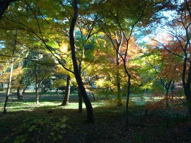 紅葉の中、緑の雑木林も午後の光に輝いています