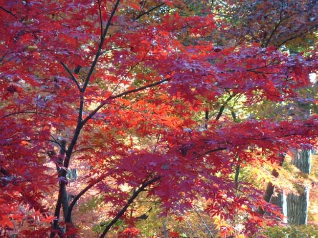 色がくすんでいる葉は霜で縮んだのでしょうか