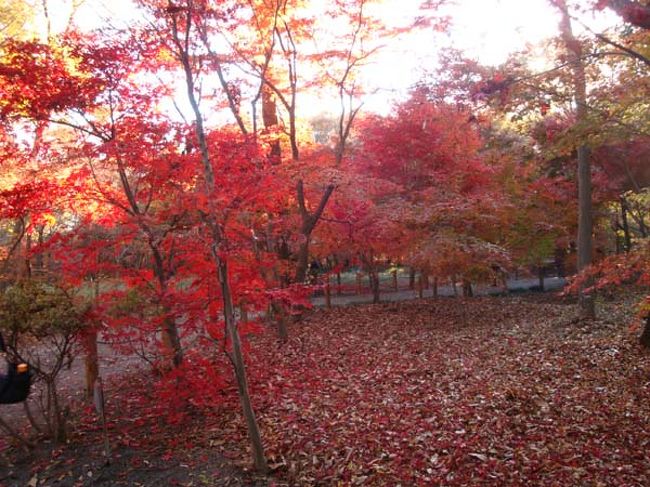 赤色の見本帳みたいな赤のグラデーション。<br /><br />紅葉のカーペットも見事です。