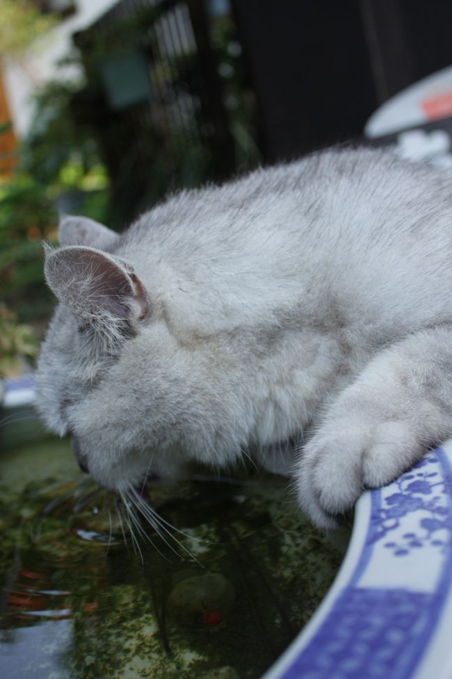 　<br /><br />今日は暑いもんね〜。