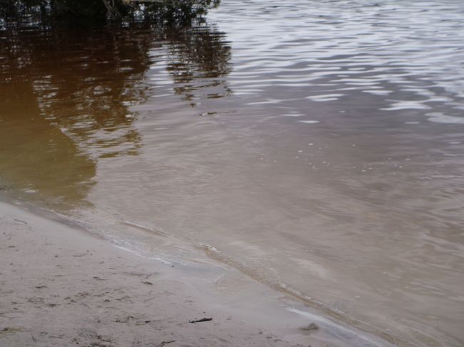 <br />ほんとーーに茶色です。<br />おもしろい〜。<br /><br />