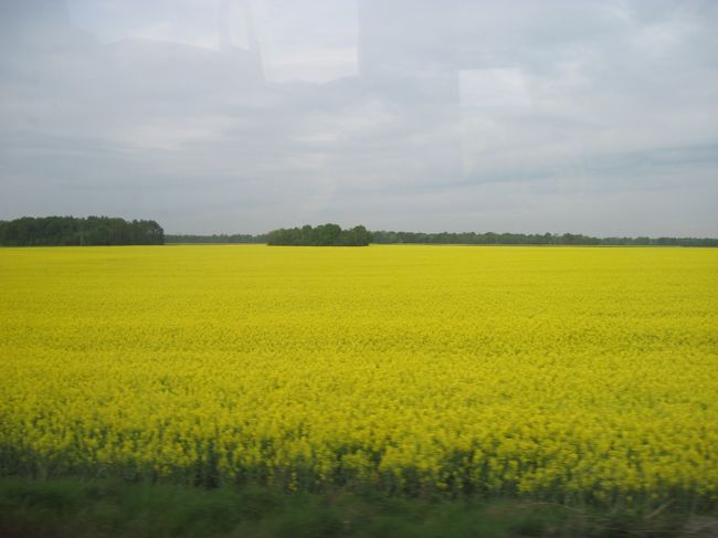 車窓からは菜の花畑が良く見えた。