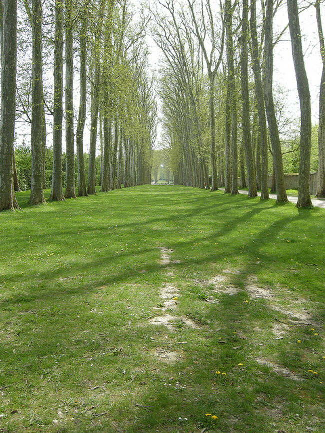 お気に入りの並木道<br />