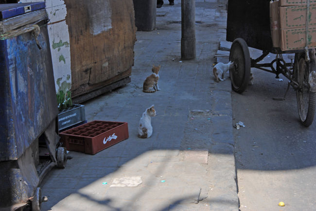 エジプトにゃんこ。