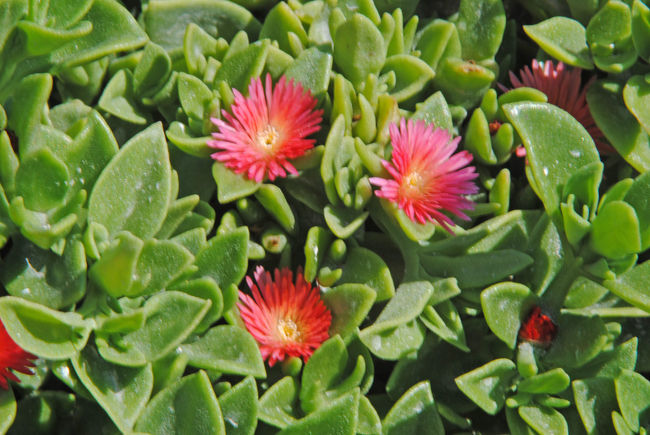 肉厚な葉のお花。