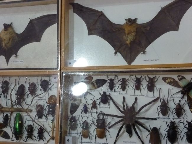 こうもりの開き<br />