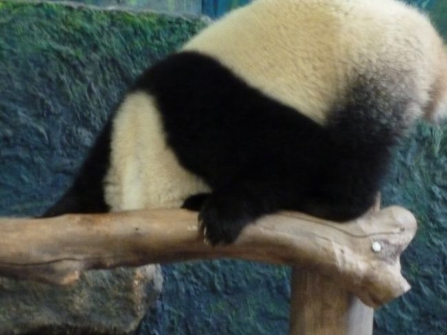 チェンマイ動物園<br />名物パンダは別料金100バーツを払って見るのだが、日本より間近でゆっくり見られる。<br />かなり面白くてかわいらしく動いていた。<br />ふわふわでパフパフしたくなる・・・<br /><br />