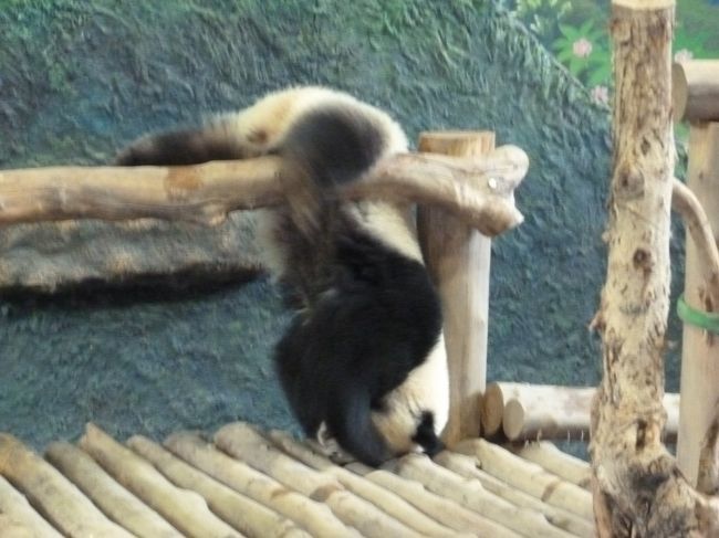 子供のパンダは遊び好き。<br /><br />どすん　！！　とはならず　ふにゃり