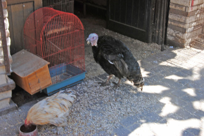 鶏と・・・黒い鳥はなんでしょう？？<br /><br />すぐに「食用？」って考えてしまうのはいけないクセ(･･;)