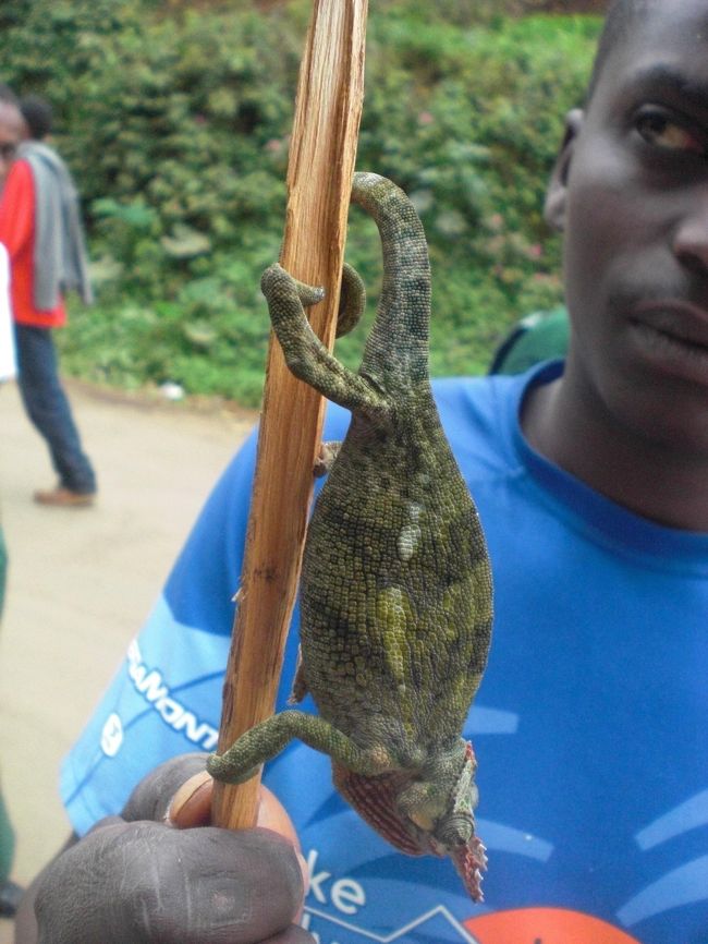 カメレオンも５ドル