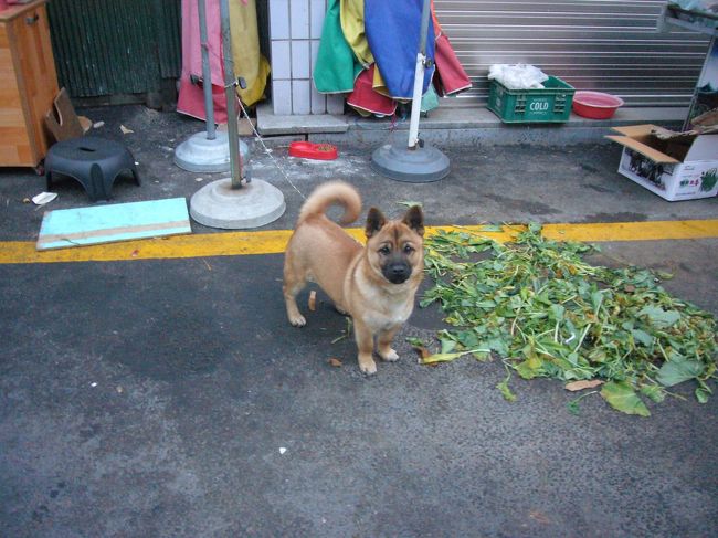 　君はペットだよね？