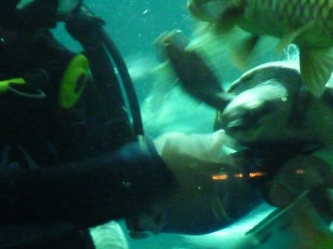 タオ（亀）と餌をやるおじさんとの光景は　甘える亀君（？）が愛らしい。<br /><br /><br />